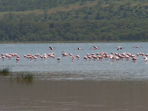 Национальный парк Озеро Накуру